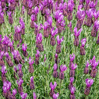 Lavendel: Fransk lavendel Lavendel: Fransk lavendel